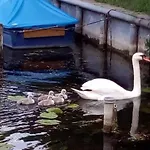 Mecklenburgische Seenplatte Mit Ruderboot