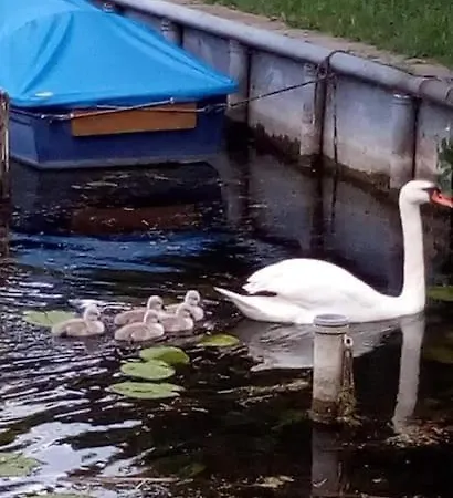 Mecklenburgische Seenplatte Mit Ruderboot