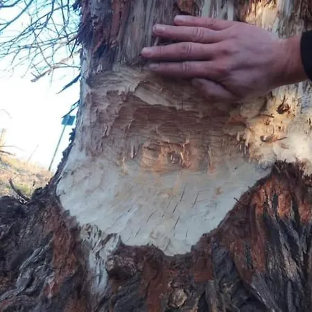 Mecklenburgische Seenplatte Mit Ruderboot